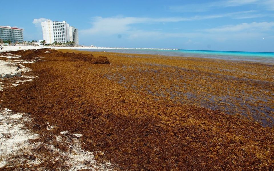 Abinader firma decreto que amplía el Gabinete de Lucha contra el Sargazo